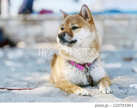 Cute red Shiba inu dog  120783901