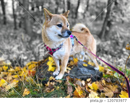 Cute red Shiba inu dog  120783977