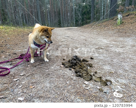 Black and tan dog, Japanese Shiba Inu breed dog peeing in sunny summer forest or park in Finland 120783994