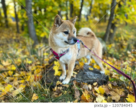 Cute red Shiba inu dog Cute red Shiba inu dog 120784045
