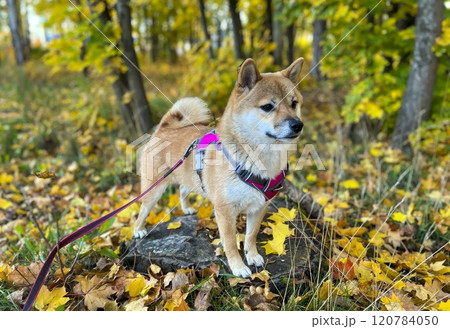 Cute red Shiba inu dog Cute red Shiba inu dog 120784050