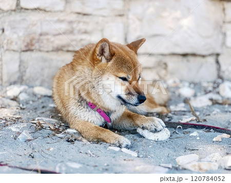 Cute red Shiba inu dog is sleeping on the bed in the bedroom 120784052