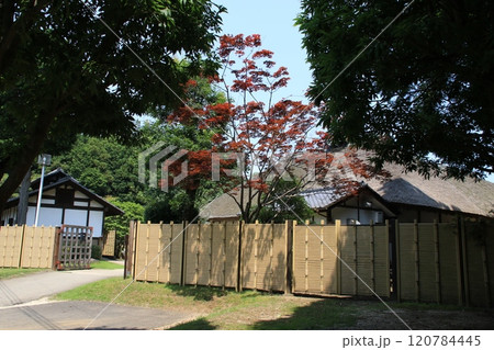 常陸風土記の丘の古代家屋復元広場の風景 120784445