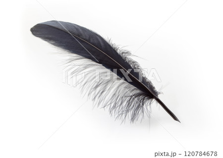 Black feather quill pen on white background. Black feather quill pen on white background. 120784678
