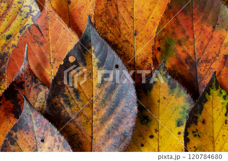 Autumn colored yellow, red, orange and brown leaves with dark serrated margins background. 120784680