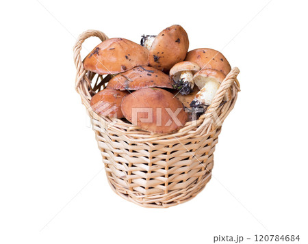 Forest wild mushrooms in the decorative basket isolated on white 120784684
