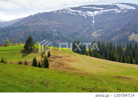 countryside landscape in spring. calm weather. grassy field on the hill. coniferous forest on the slope. borzhava mountain ridge in the distance. transcarpathia region of ukraine. weekend in europe 120784714