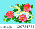水彩で描いた赤い椿の花のイラスト　年賀状　巳年　水色背景 120784783