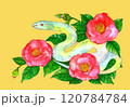 水彩で描いた赤い椿の花のイラスト　年賀状　巳年　黄色背景 120784784