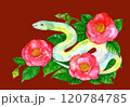 水彩で描いた赤い椿の花と白蛇のイラスト　年賀状　巳年　赤背景 120784785