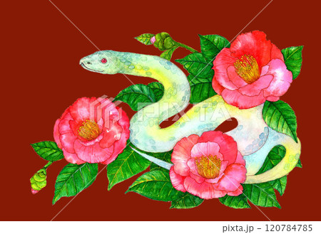 水彩で描いた赤い椿の花と白蛇のイラスト 年賀状 巳年 赤背景の