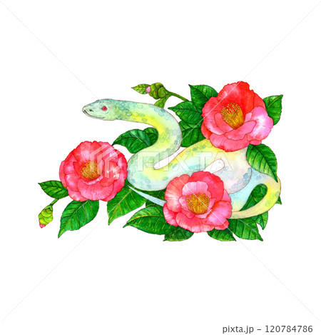 【原画販売】水彩画 白蛇と椿　額無し 原画販売】水彩画 白蛇と椿 額無し 本物の 原画販売】水彩画 白蛇と椿