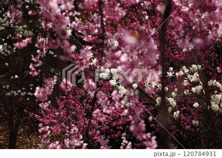 ハナ桃とハクモクレンと寒緋桜3 ハナ桃とハクモクレンと寒緋桜3 120784931
