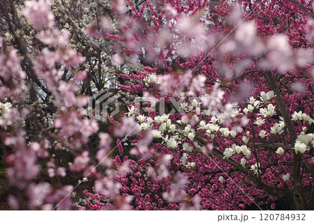 ハナ桃とハクモクレンと寒緋桜1 ハナ桃とハクモクレンと寒緋桜1 120784932