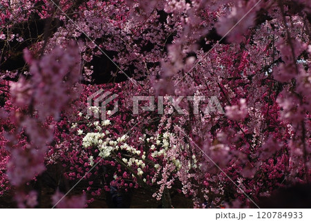 ハナ桃とハクモクレンと寒緋桜2 ハナ桃とハクモクレンと寒緋桜2 120784933