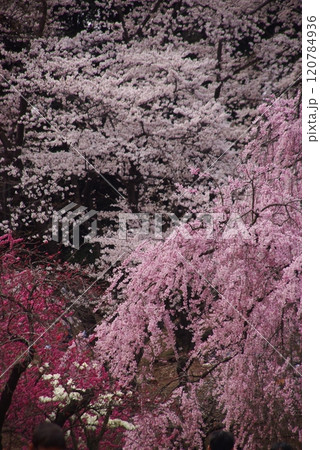 ハナ桃とハクモクレンと寒緋桜4 ハナ桃とハクモクレンと寒緋桜4 120784936