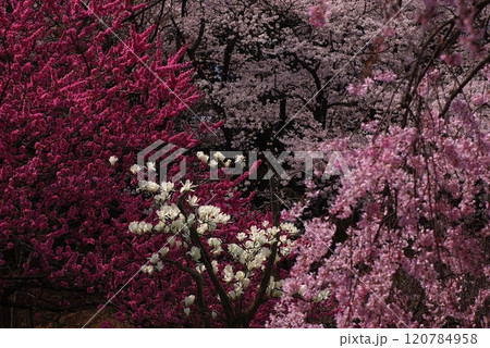 ハナ桃とハクモクレンと寒緋桜8 ハナ桃とハクモクレンと寒緋桜8 120784958