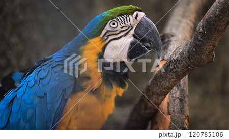 striking blue and yellow macaw or Ara ararauna, a blue and yellow parrot in a detailed close up, the vibrant feathers contrast beautifully with the soft, neutral background, highlighting the bird's striking blue and yellow macaw or Ara ararauna, a blue and yellow parrot in a detailed close up, the vibrant feathers contrast beautifully with the soft, neutral background, highlighting the bird's 120785106