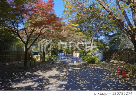 東京都杉並区 高円寺 参道 東京都杉並区 高円寺 参道 120785274