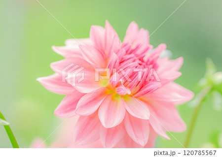 ダリア 120785567