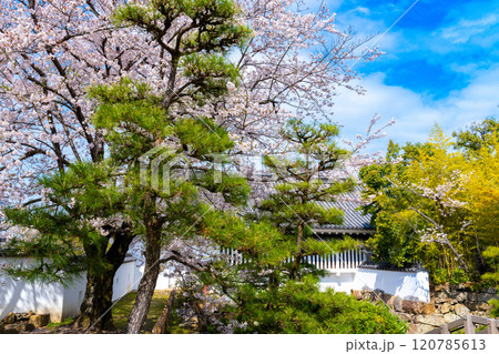 【日本100名城】岡山城　ソメイヨシノと不明門　岡山県岡山市北区 120785613