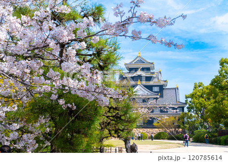 【日本100名城】岡山城　ソメイヨシノの花と天守1　岡山県岡山市北区 120785614