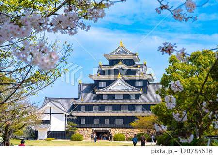 【日本100名城】岡山城　ソメイヨシノの花と天守3　岡山県岡山市北区 120785616