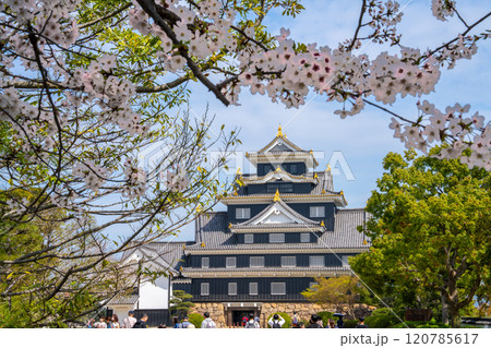【日本100名城】岡山城　ソメイヨシノの花と天守4　岡山県岡山市北区 120785617
