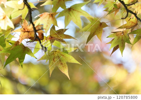 色鮮やかに紅葉する木（アメリカフウ、 モミジバフウ） 120785800