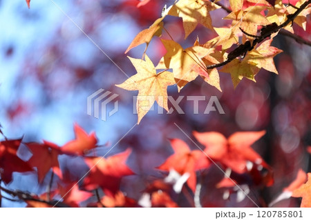 色鮮やかに紅葉する木(アメリカフウ、 モミジバフウ) 色鮮やかに紅葉する木(アメリカフウ、 モミジバフウ) 120785801