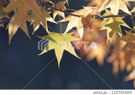 色鮮やかに紅葉する木(アメリカフウ、 モミジバフウ) 色鮮やかに紅葉する木(アメリカフウ、 モミジバフウ) 120785804