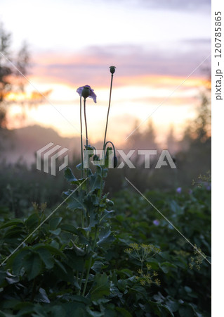 Foggy evening. Rural field with poppy wildflowers. 120785865