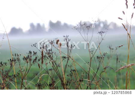 Foggy evening. Rural field with wildflowers. 120785868