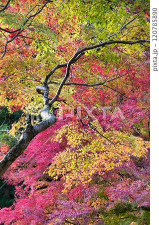 鮮やかな紅葉 120785890