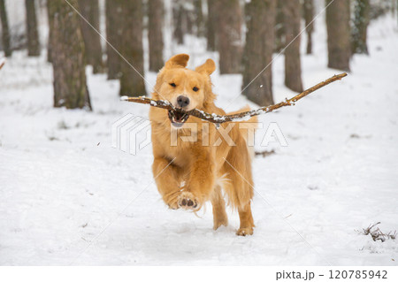 Red golden retriever dog runs in the winter forest playing with snow 120785942