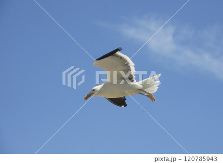 リオ州の夏の青空とカモメ 120785943