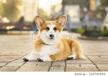 A red corgi lies on the stones in the park. Photo against the sun, at dawn in the city A red corgi lies on the stones in the park. Photo against the sun, at dawn in the city 120785944
