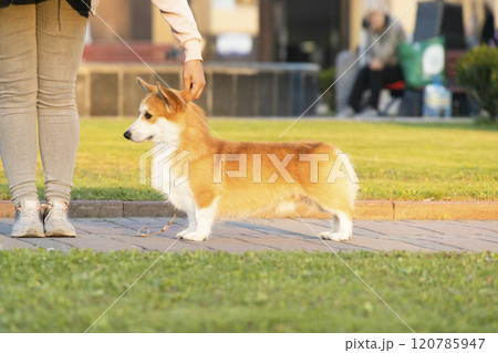 Red Welsh Corgi Pembroke stands in a stand at a dog show in a green park 120785947