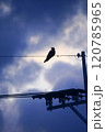 ≪シルエット≫ 電線にとまる鳥（カラス） 120785965