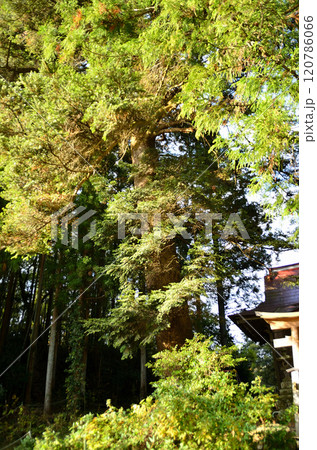 埼玉県皆野町上日野沢の八坂神社 ご神木のモミの木 埼玉県皆野町上日野沢の八坂神社 ご神木のモミの木 120786066