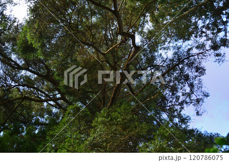 埼玉県皆野町上日野沢の八坂神社　ご神木のモミの木 120786075