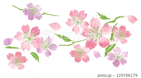 桜 120786179