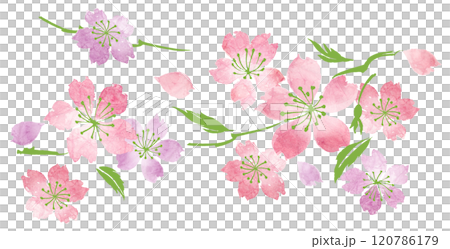 桜 120786179