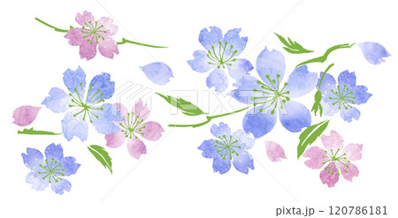 桜 120786181