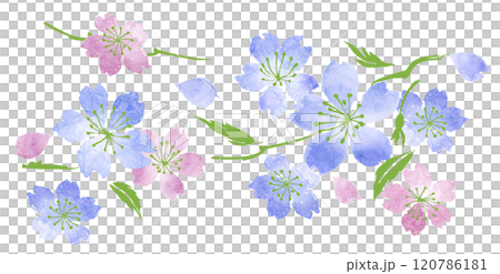 桜 120786181