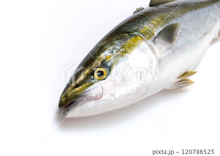 水揚げされた新鮮なブリの頭部クローズアップ 水揚げされた新鮮なブリの頭部クローズアップ 120786525