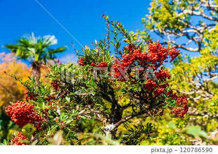 真っ赤になったピラカンサ 120786590