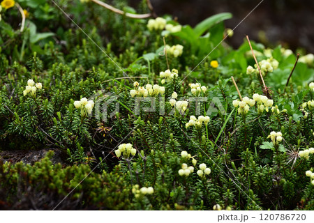 アオノツガザクラ 120786720