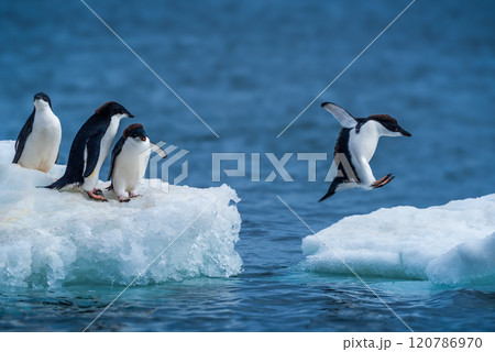 Adelie penguin jumping between two ice floes Adelie penguin jumping between two ice floes 120786970
