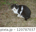草地に佇む白黒の猫 120787037